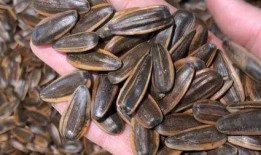 网红吃的瓜叫什么瓜子,揭秘“吃的瓜”瓜子背后的故事